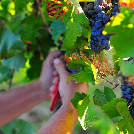 Mayfield Vineyard Orange Eksteriør billede