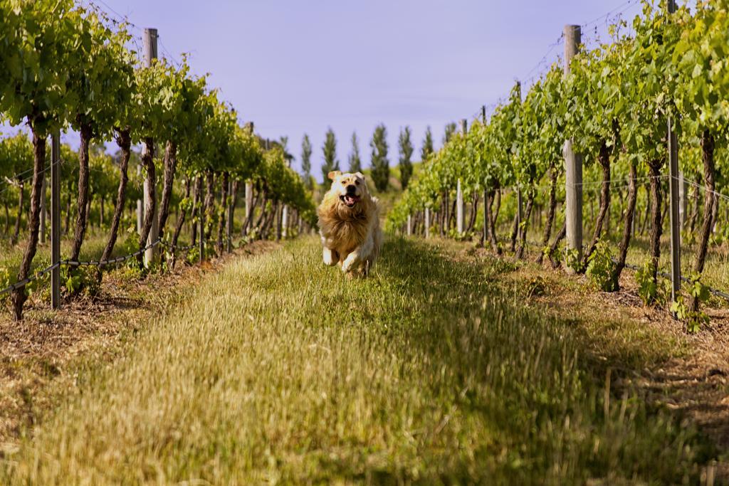 Mayfield Vineyard Orange Eksteriør billede