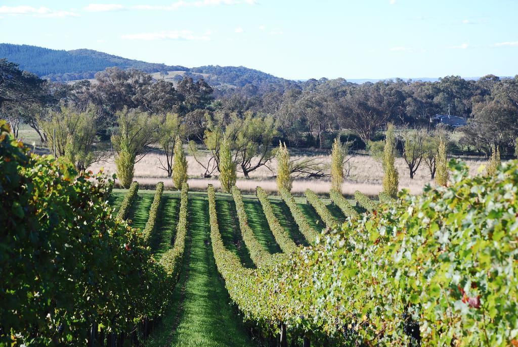 Mayfield Vineyard Orange Eksteriør billede