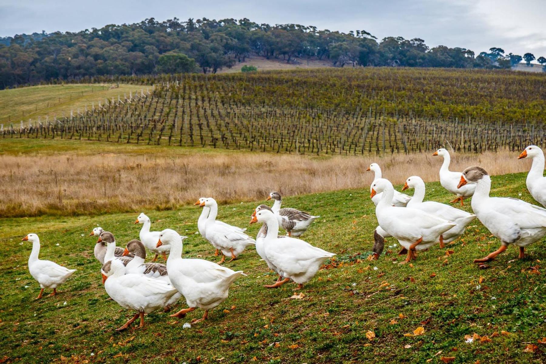 Mayfield Vineyard Orange Eksteriør billede