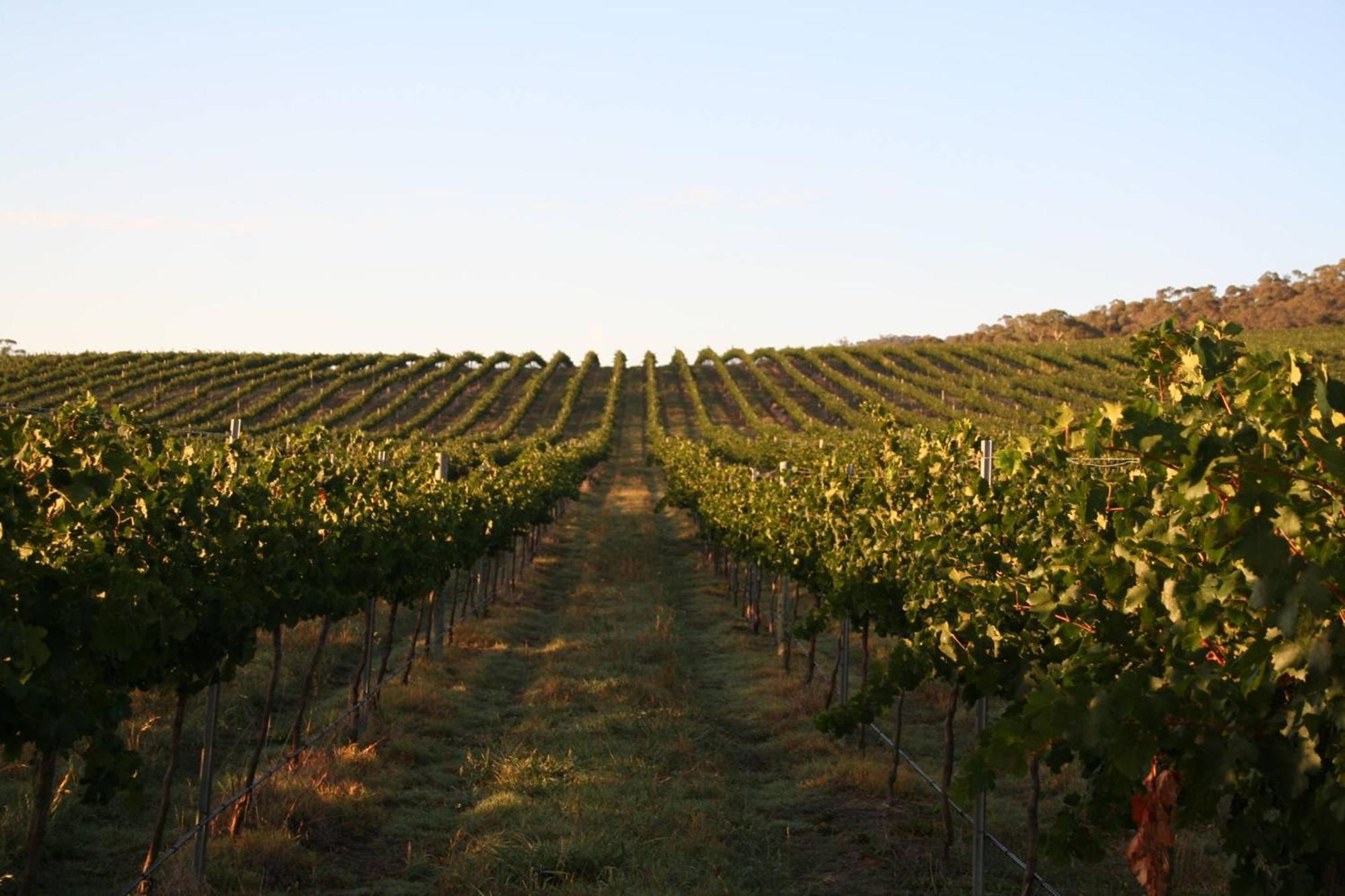 Mayfield Vineyard Orange Eksteriør billede