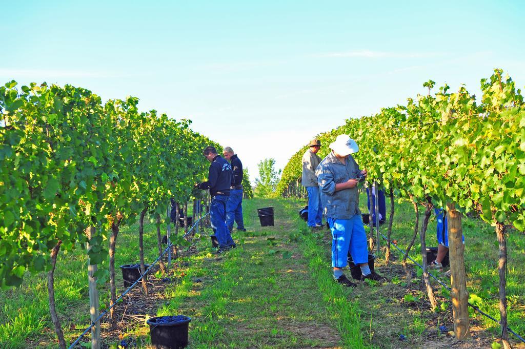 Mayfield Vineyard Orange Eksteriør billede