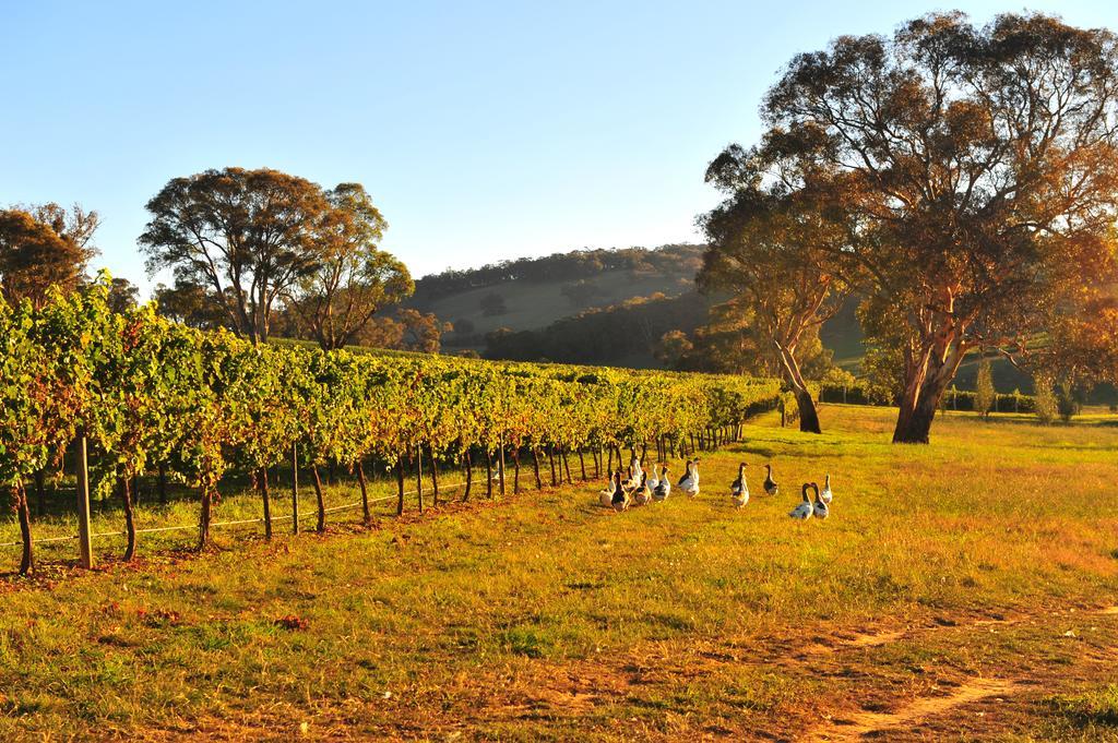 Mayfield Vineyard Orange Eksteriør billede