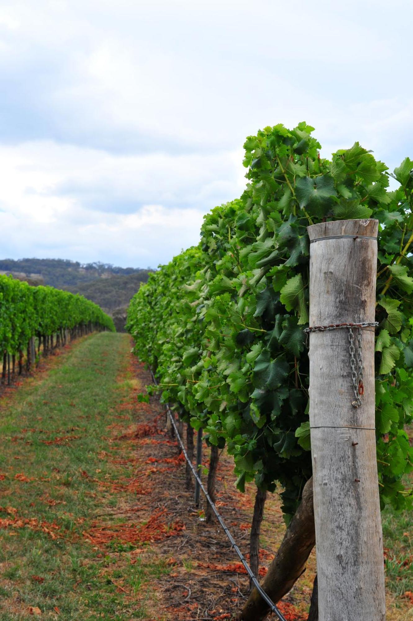 Mayfield Vineyard Orange Eksteriør billede
